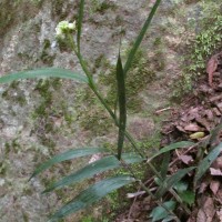 Tropidia thwaitesii Hook.f.